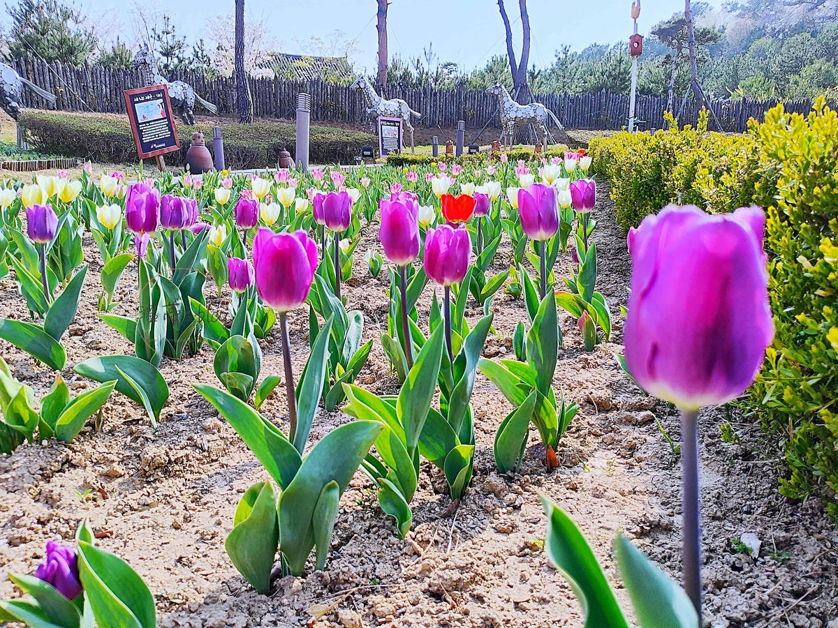 20251001-m2ody 金海加耶主題公園