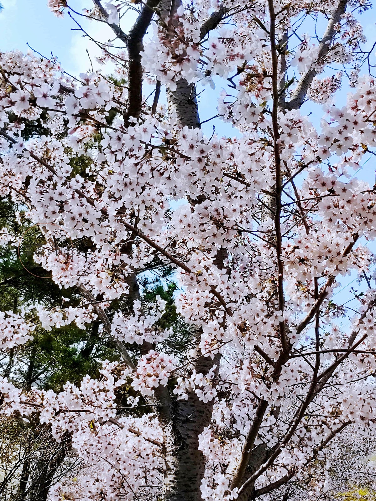 20251001-wo84u 金海加耶主題公園