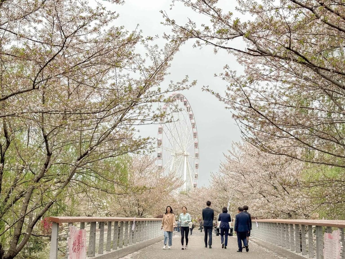 顧村公園
