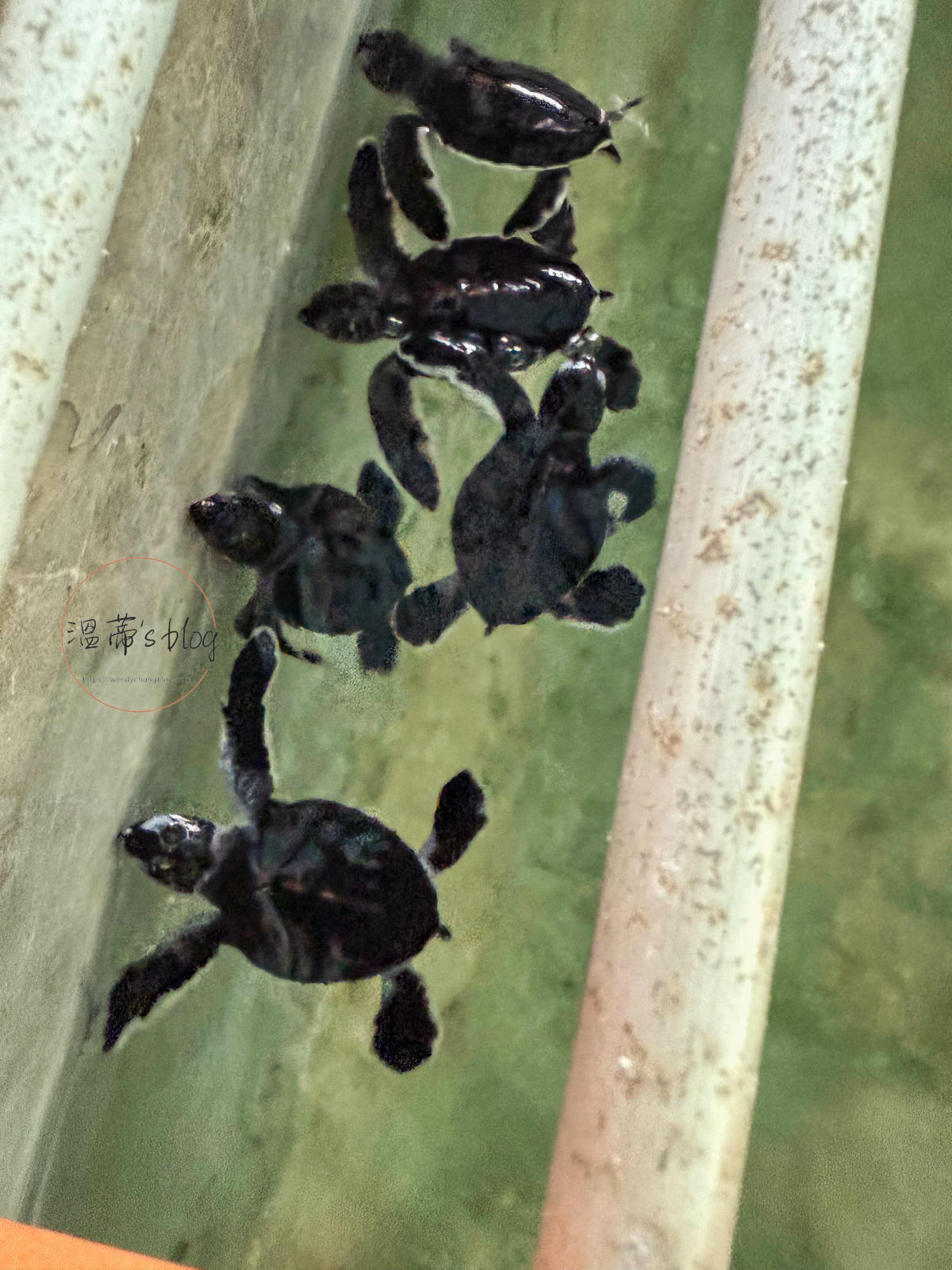 阿洪加拉海龜保育中心