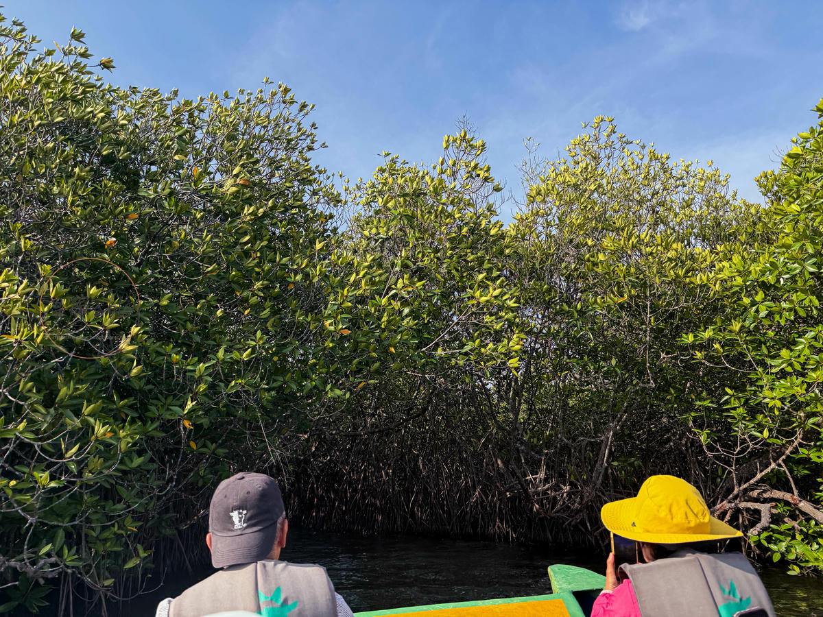 斯里蘭卡景點|馬渡河紅樹林遊船,療癒的慢旅行 - 第11張圖 馬渡河紅樹林遊船