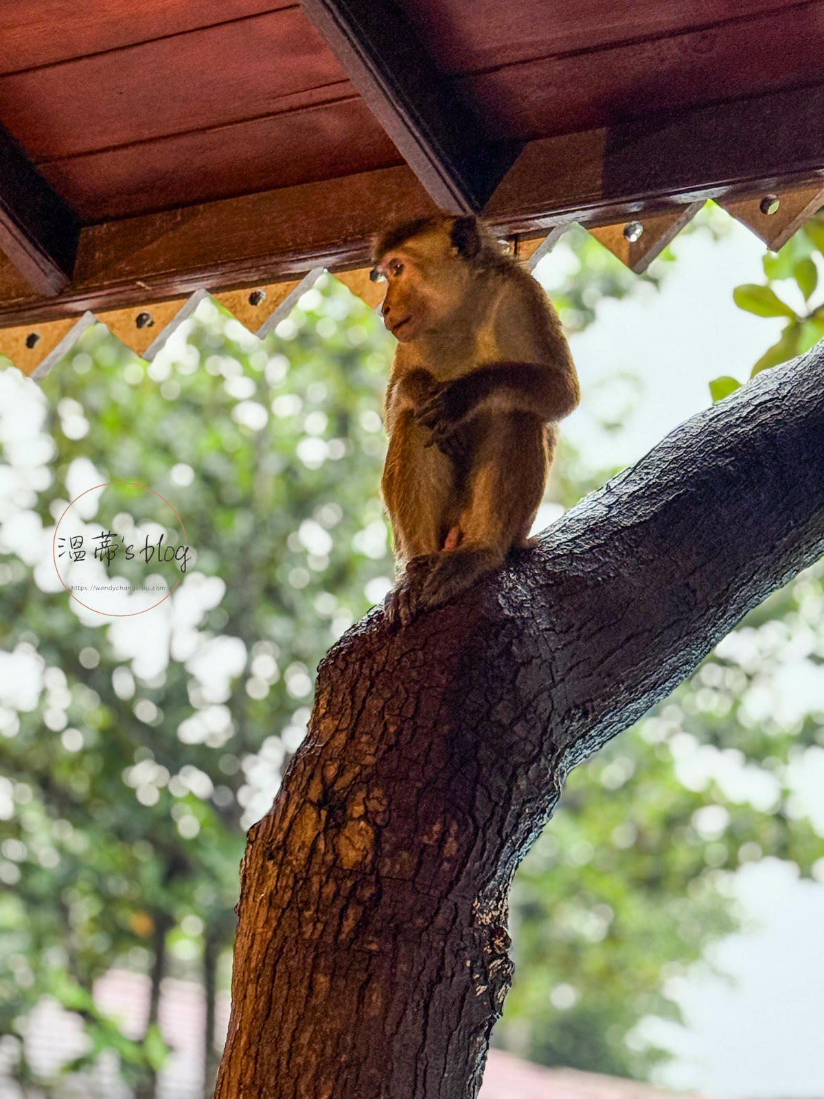 斯里蘭卡住宿|生命之樹飯店 Hotel Tree of Life - 第32張圖 猴子