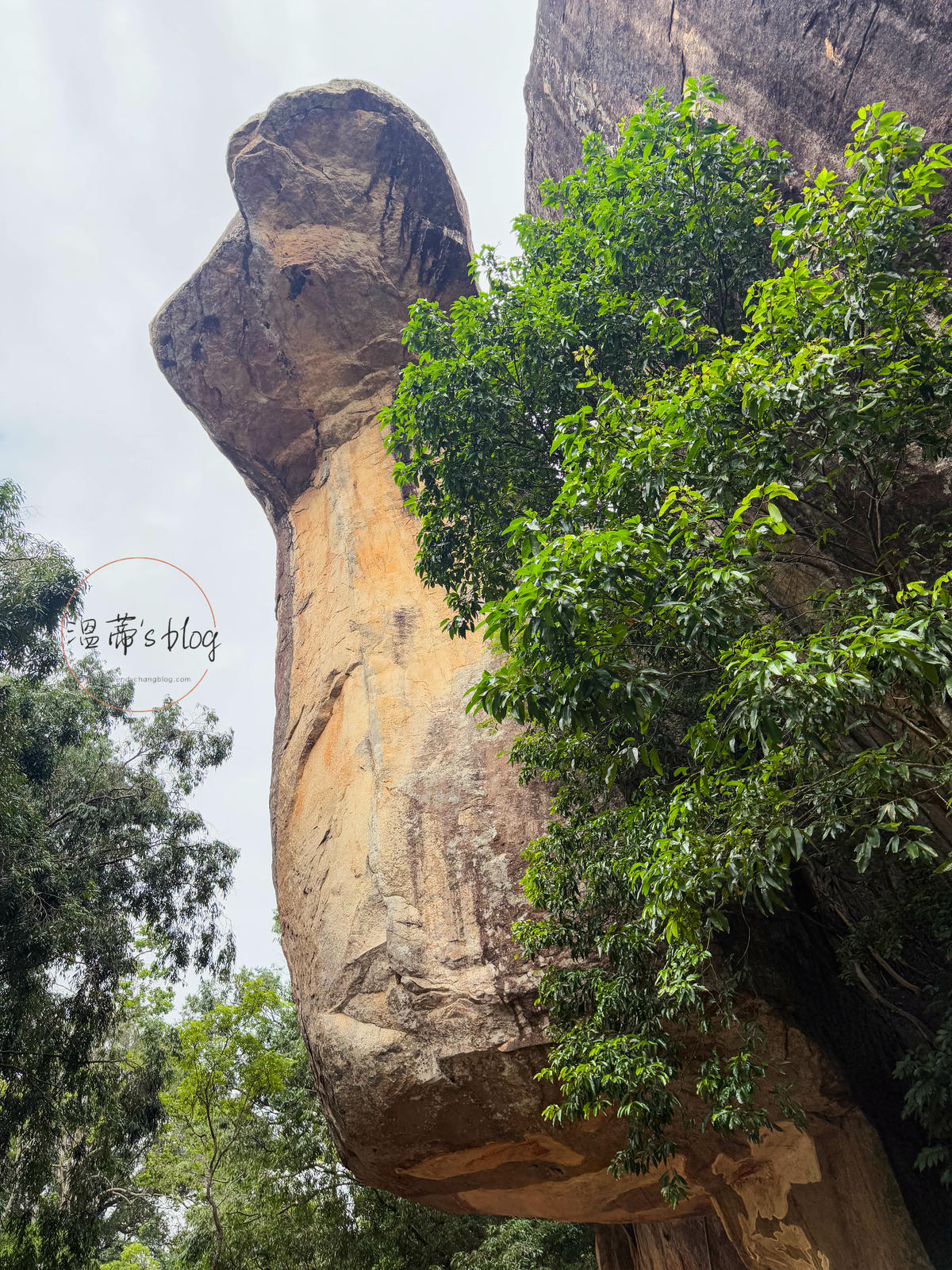 斯里蘭卡景點|獅子岩(Sigiriya)攀爬1200階梯看古代宮殿 - 第16張圖 獅子岩(Sigiriya)眼鏡蛇洞(Cobra Hood Cave)
