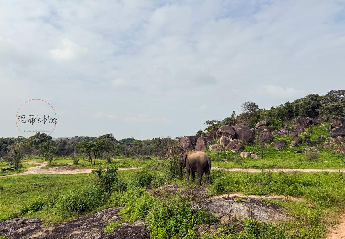 斯里蘭卡景點|Hurulu eco park胡魯魯生態公園:吉普車大象之旅 - 第14張圖 野生大象