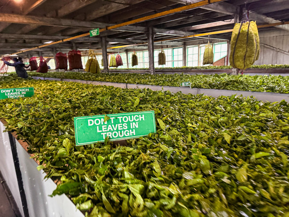 斯里蘭卡必買錫蘭紅茶|Damro Labookellie Tea Centre茶工廠參觀 - 第3張圖 茶葉