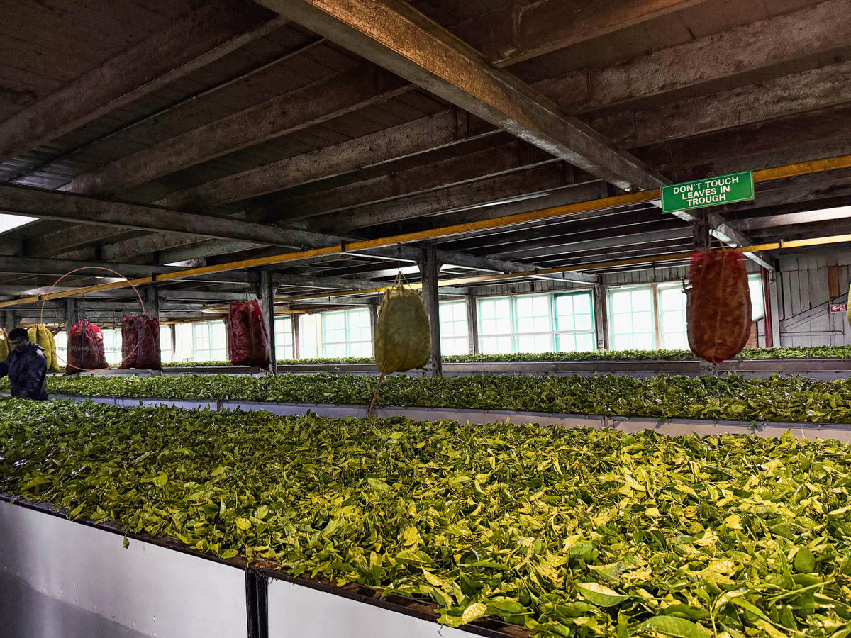 斯里蘭卡必買錫蘭紅茶|Damro Labookellie Tea Centre茶工廠參觀 - 第2張圖 茶葉